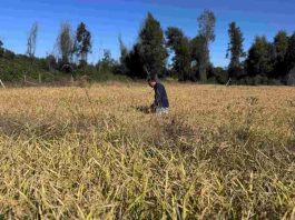 INDAP invierte más de $1.200 millones para fortalecer los cultivos tradicionales en Ñuble