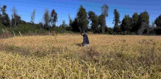 INDAP invierte más de $1.200 millones para fortalecer los cultivos tradicionales en Ñuble