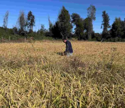 INDAP invierte más de $1.200 millones para fortalecer los cultivos tradicionales en Ñuble