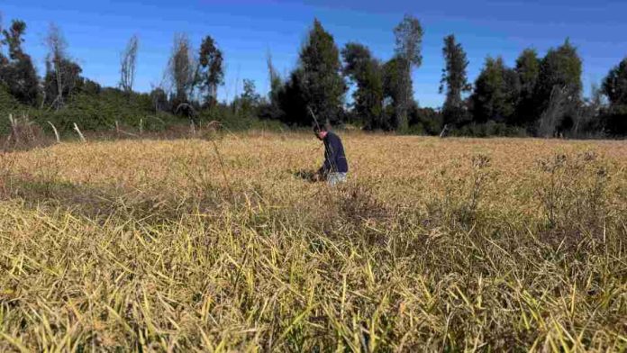 INDAP invierte más de $1.200 millones para fortalecer los cultivos tradicionales en Ñuble