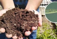 INIA La Platina publica nueva ficha técnica sobre el uso de nematodos como bioindicadores de la salud del suelo