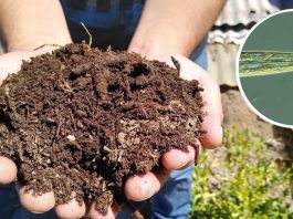 INIA La Platina publica nueva ficha técnica sobre el uso de nematodos como bioindicadores de la salud del suelo