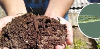 INIA La Platina publica nueva ficha técnica sobre el uso de nematodos como bioindicadores de la salud del suelo