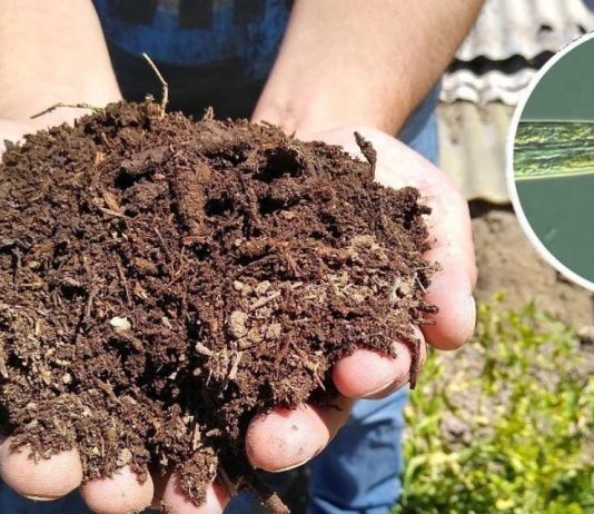 INIA La Platina publica nueva ficha técnica sobre el uso de nematodos como bioindicadores de la salud del suelo