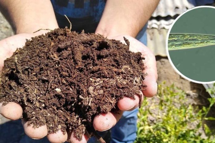 INIA La Platina publica nueva ficha técnica sobre el uso de nematodos como bioindicadores de la salud del suelo INIA La Platina publica nueva ficha técnica sobre el uso de nematodos como bioindicadores de la salud del suelo