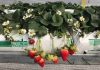 INIA Quilamapu y Municipalidad de Los Ángeles fortalecen alianza para apoyar a más de 680 pequeños agricultores
