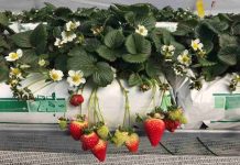 INIA Quilamapu y Municipalidad de Los Ángeles fortalecen alianza para apoyar a más de 680 pequeños agricultores