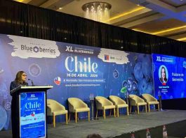 INIA advierte nueva etapa para la industria del arándano: foco en calidad, eficiencia y diferenciación