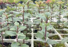 INIA: estudio del peumo para conservar su fruto ante la sequía