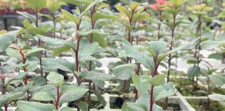 INIA: estudio del peumo para conservar su fruto ante la sequía