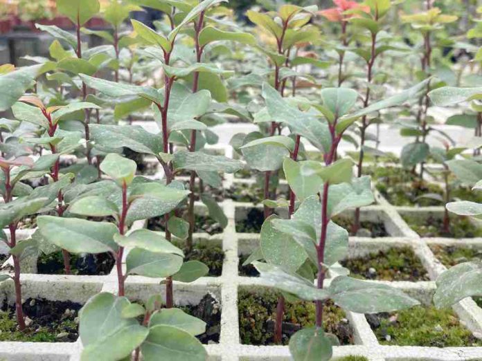 INIA: estudio del peumo para conservar su fruto ante la sequía