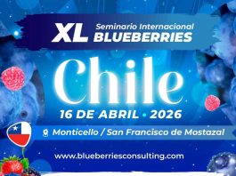 INIA presente en el XL Seminario Internacional Blueberries Chile 2026