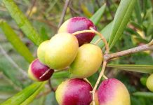 Impulsan producción del aceite de oliva más austral de Chile con innovador proyecto en La Araucanía