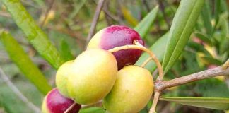 Impulsan producción del aceite de oliva más austral de Chile con innovador proyecto en La Araucanía