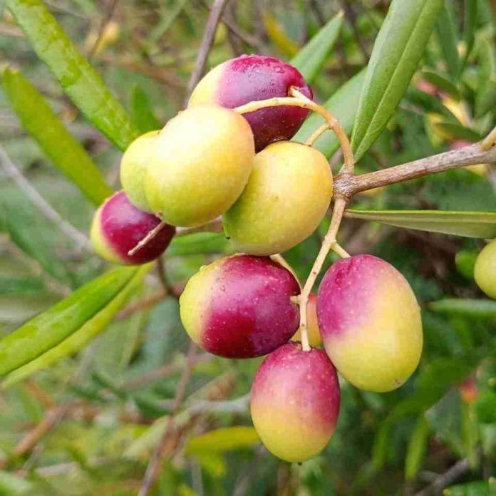 Impulsan producción del aceite de oliva más austral de Chile con innovador proyecto en La Araucanía