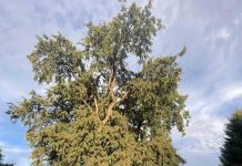 Ingeniero forestal destaca árboles patrimoniales de Temuco