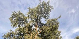 Ingeniero forestal destaca árboles patrimoniales de Temuco