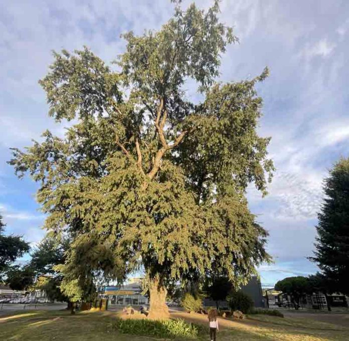 Ingeniero forestal destaca árboles patrimoniales de Temuco