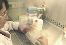 Investigación Usach impulsa plataforma biotecnológica para innovar en la industria de levaduras, reducir dependencia externa y abrir oportunidades de negocio