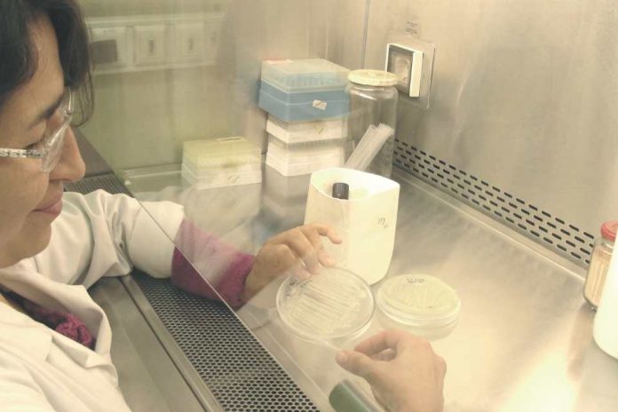 Investigación Usach impulsa plataforma biotecnológica para innovar en la industria de levaduras, reducir dependencia externa y abrir oportunidades de negocio