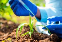 Investigación aplicada en arándano: nuevos estudios ya disponibles para descarga en Blueberries Consulting