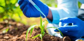 Investigación aplicada en arándano: nuevos estudios ya disponibles para descarga en Blueberries Consulting Investigación aplicada en arándano: nuevos estudios ya disponibles para descarga en Blueberries Consulting