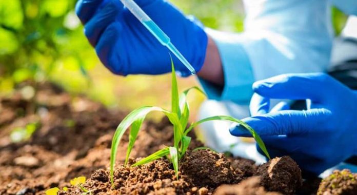 Investigación aplicada en arándano: nuevos estudios ya disponibles para descarga en Blueberries Consulting