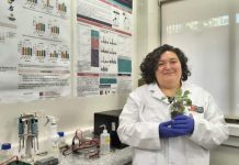 Investigadores de la U. Autónoma desarrollan tratamiento postcosecha para mantener firmeza y propiedades antioxidantes de la frutilla Investigadores de la U. Autónoma desarrollan tratamiento postcosecha para mantener firmeza y propiedades antioxidantes de la frutilla