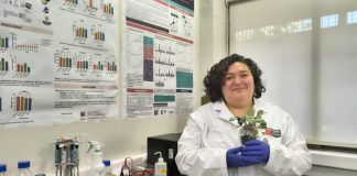 Investigadores de la U. Autónoma desarrollan tratamiento postcosecha para mantener firmeza y propiedades antioxidantes de la frutilla