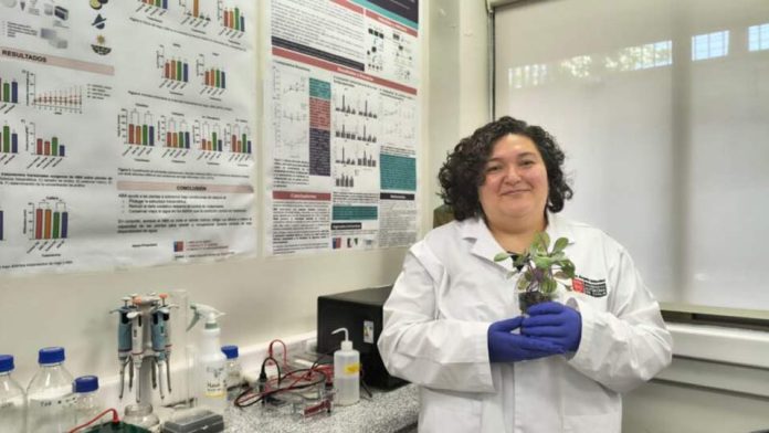 Investigadores de la U. Autónoma desarrollan tratamiento postcosecha para mantener firmeza y propiedades antioxidantes de la frutilla