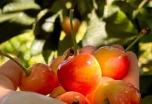 Irrumpe en Chile una cereza que promete transformar el mercado