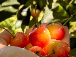 Irrumpe en Chile una cereza que promete transformar el mercado