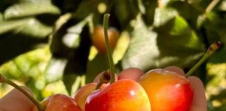 Irrumpe en Chile una cereza que promete transformar el mercado