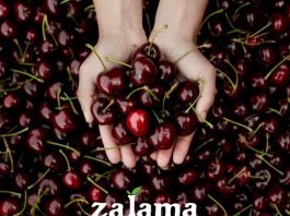 La Agrupación de Cooperativas Valle del Jerte prevé una campaña de cereza 2026 con mayor producción y excelente calidad