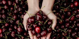 España | La Agrupación de Cooperativas Valle del Jerte prevé una campaña de cereza 2026 con mayor producción y excelente calidad La Agrupación de Cooperativas Valle del Jerte prevé una campaña de cereza 2026 con mayor producción y excelente calidad