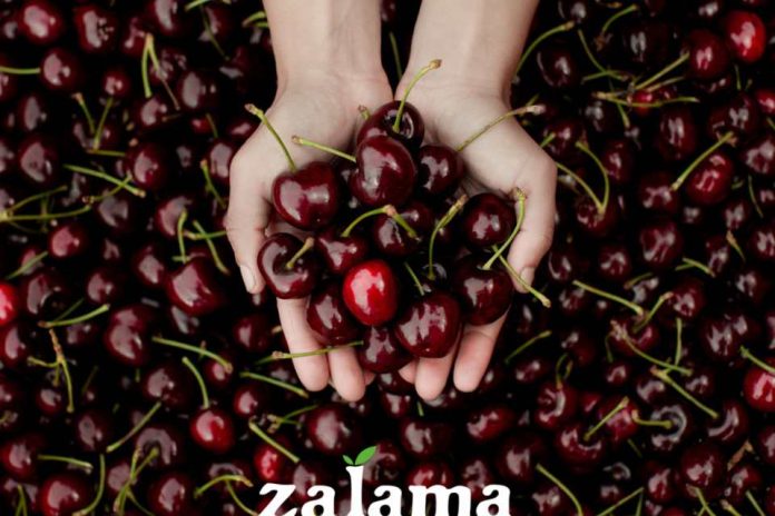 La Agrupación de Cooperativas Valle del Jerte prevé una campaña de cereza 2026 con mayor producción y excelente calidad