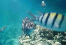 La IA al servicio de la protección de los océanos y las áreas marinas