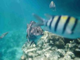 La IA al servicio de la protección de los océanos y las áreas marinas