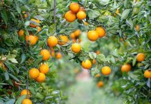 La UE pierde un 8,6% de cuota citrícola en una década mientras las importaciones baten récords