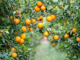 La UE pierde un 8,6% de cuota citrícola en una década mientras las importaciones baten récords