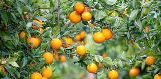 La UE pierde un 8,6% de cuota citrícola en una década mientras las importaciones baten récords