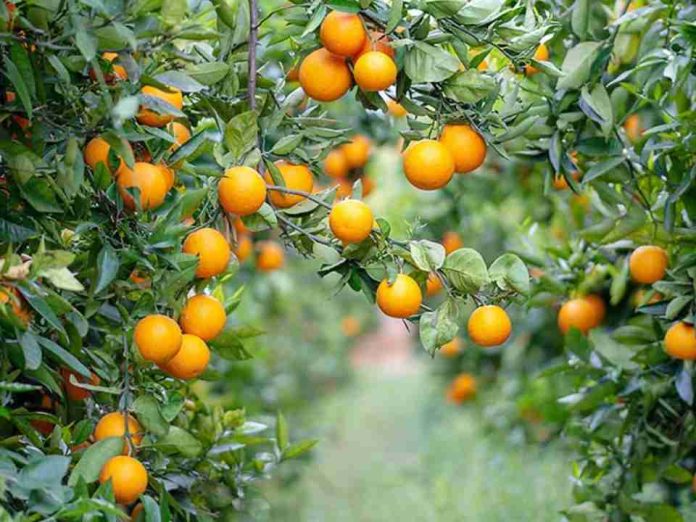 La UE pierde un 8,6% de cuota citrícola en una década mientras las importaciones baten récords