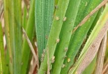 Reportaje| Académicos de la Universidad de IPB,de Indonesia, abordan las amenazas de plagas que puede traer el fenómeno Godzilla el Niño 2026