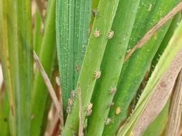 Reportaje| Académicos de la Universidad de IPB,de Indonesia, abordan las amenazas de plagas que puede traer el fenómeno Godzilla el Niño 2026