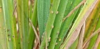 Reportaje| Académicos de la Universidad de IPB,de Indonesia, abordan las amenazas de plagas que puede traer el fenómeno Godzilla el Niño 2026