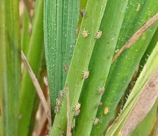 Reportaje| Académicos de la Universidad de IPB,de Indonesia, abordan las amenazas de plagas que puede traer el fenómeno Godzilla el Niño 2026