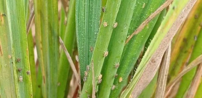 Reportaje| Académicos de la Universidad de IPB,de Indonesia, abordan las amenazas de plagas que puede traer el fenómeno Godzilla el Niño 2026
