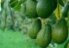 La industria de la palta en México se compromete con una producción libre de deforestación