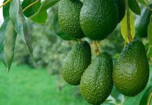 La industria de la palta en México se compromete con una producción libre de deforestación