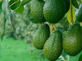 La industria de la palta en México se compromete con una producción libre de deforestación